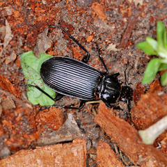 Pterostichus niger