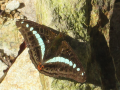 Sumalia