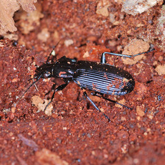 Pterostichus niger