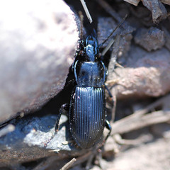 Pterostichus nigrita