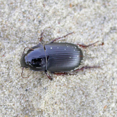Zabrus tenebrioides