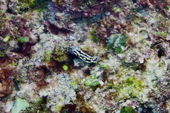 Phyllidia coelestis