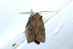 Ichneutica averilla