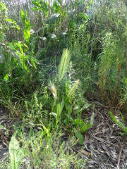 Hordeum