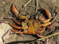 Indochinamon tannanti