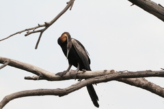 Anhinga rufa rufa
