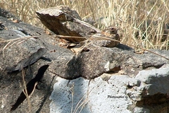 Caprimulgus longipennis