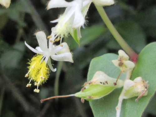 Streptolirion volubile Edgew.