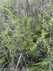 Asparagus suaveolens
