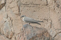 Ptyonoprogne fuligula