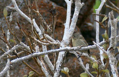 Certhidea fusca
