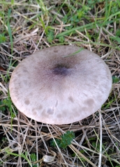 Volvopluteus gloiocephalus