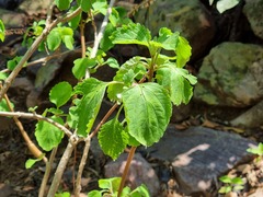 Plectranthus fruticosus