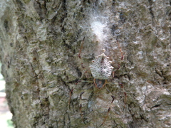 Herennia multipuncta