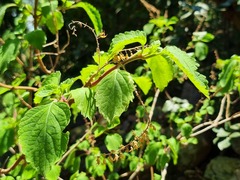 Plectranthus fruticosus