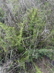 Asparagus suaveolens