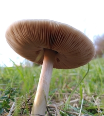 Volvopluteus gloiocephalus