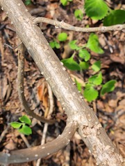 Plectranthus fruticosus