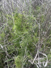 Asparagus suaveolens