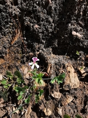 Pelargonium patulum patulum