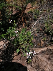 Pelargonium patulum patulum