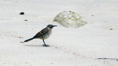 Mimus parvulus bauri