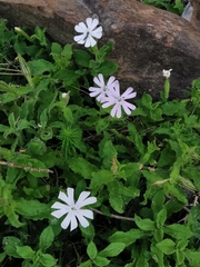 Silene undulata undulata