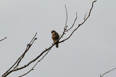 Buteo buteo vulpinus