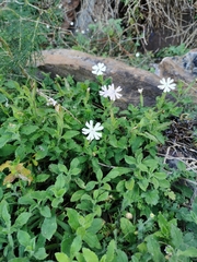 Silene undulata undulata
