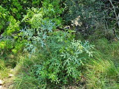Cussonia paniculata sinuata