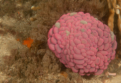 Phlyctenactis tuberculosa