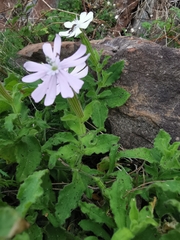 Silene undulata undulata