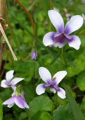 Viola banksii