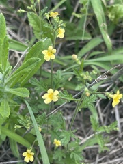 Jamesbrittenia micrantha