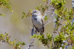 Artemisiospiza belli