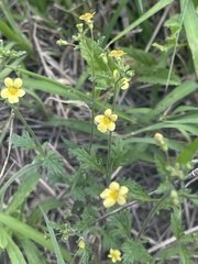 Jamesbrittenia micrantha