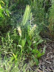 Hordeum