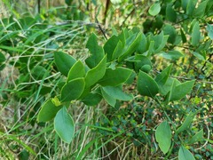 Osyris lanceolata