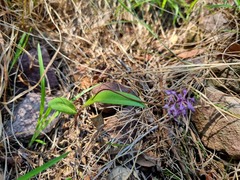 Ledebouria papillata