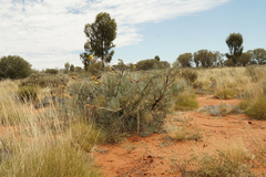 Grevillea eriostachya