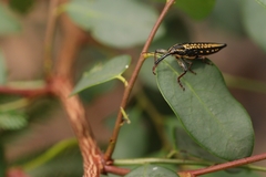 Rhinotia lineata