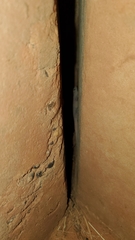 Ptyodactylus ragazzii