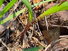 Ledebouria papillata