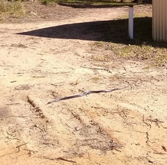 Pseudechis porphyriacus