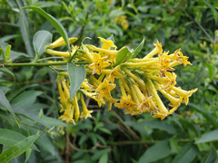 Cestrum nocturnum
