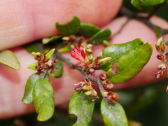 Nothofagus solandri