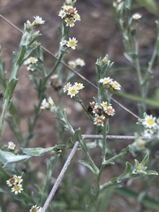 Gnaphalium filagopsis