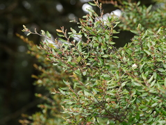 Nothofagus solandri