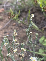 Gnaphalium filagopsis