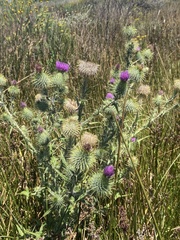 Cirsium vulgare